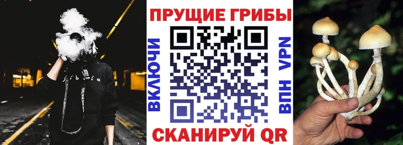 Псилоцибиновые грибы Cubensis  Обь 